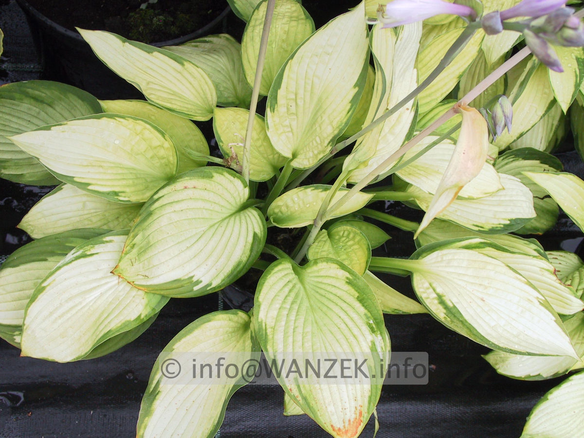 Hosta fortunei Gold Standard 10.JPG